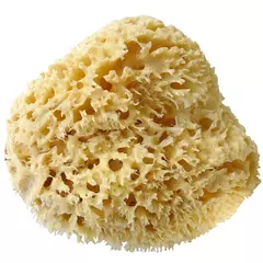 Eponge Naturelle, Largeur: 16cm